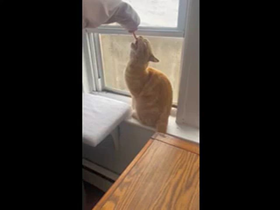 Enlarge Amigo, an adopted Domestic Short Hair in Melrose, MA video 4/6