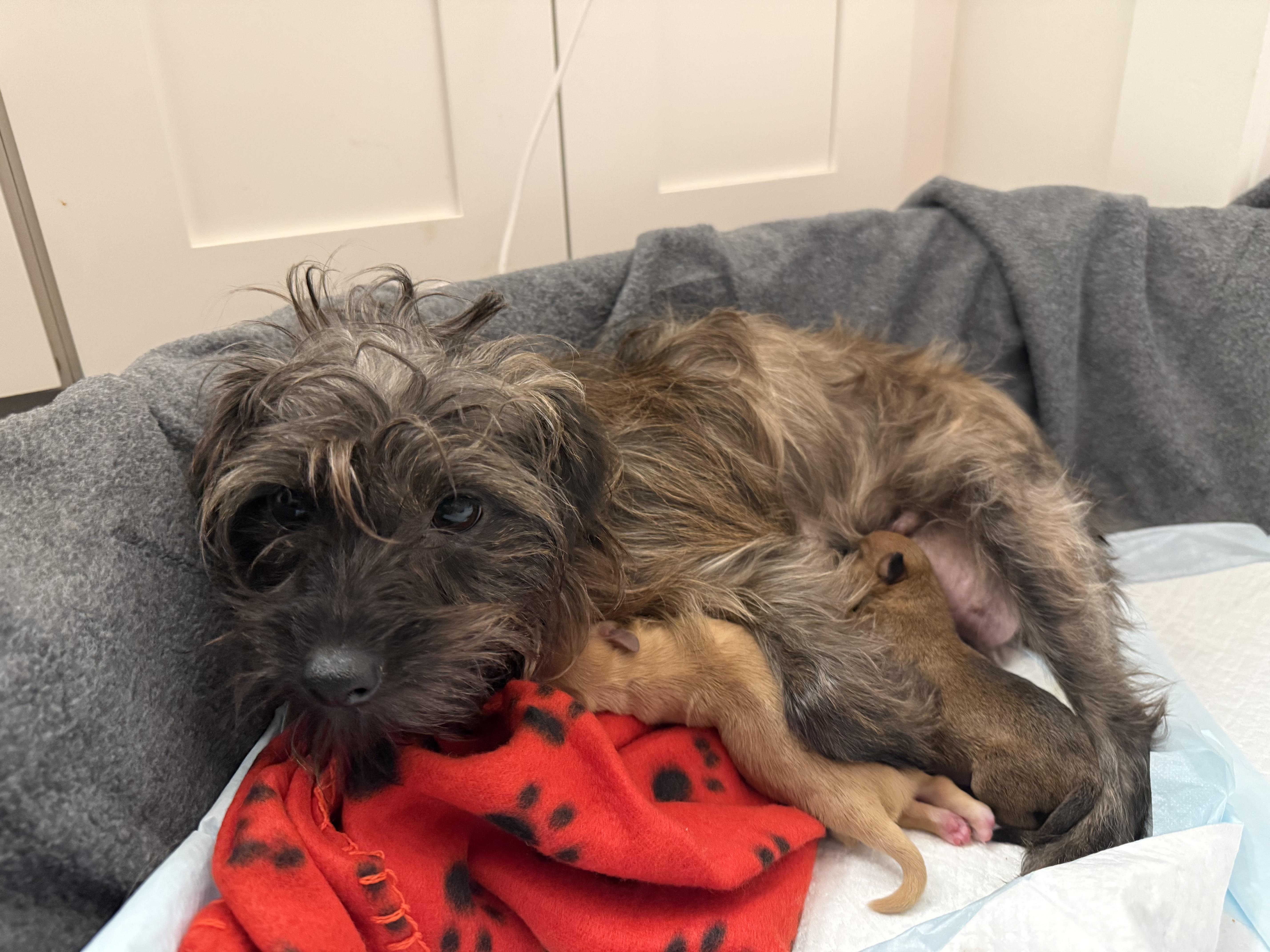 Gloria, Adoptable, Young Female Skye Terrier.