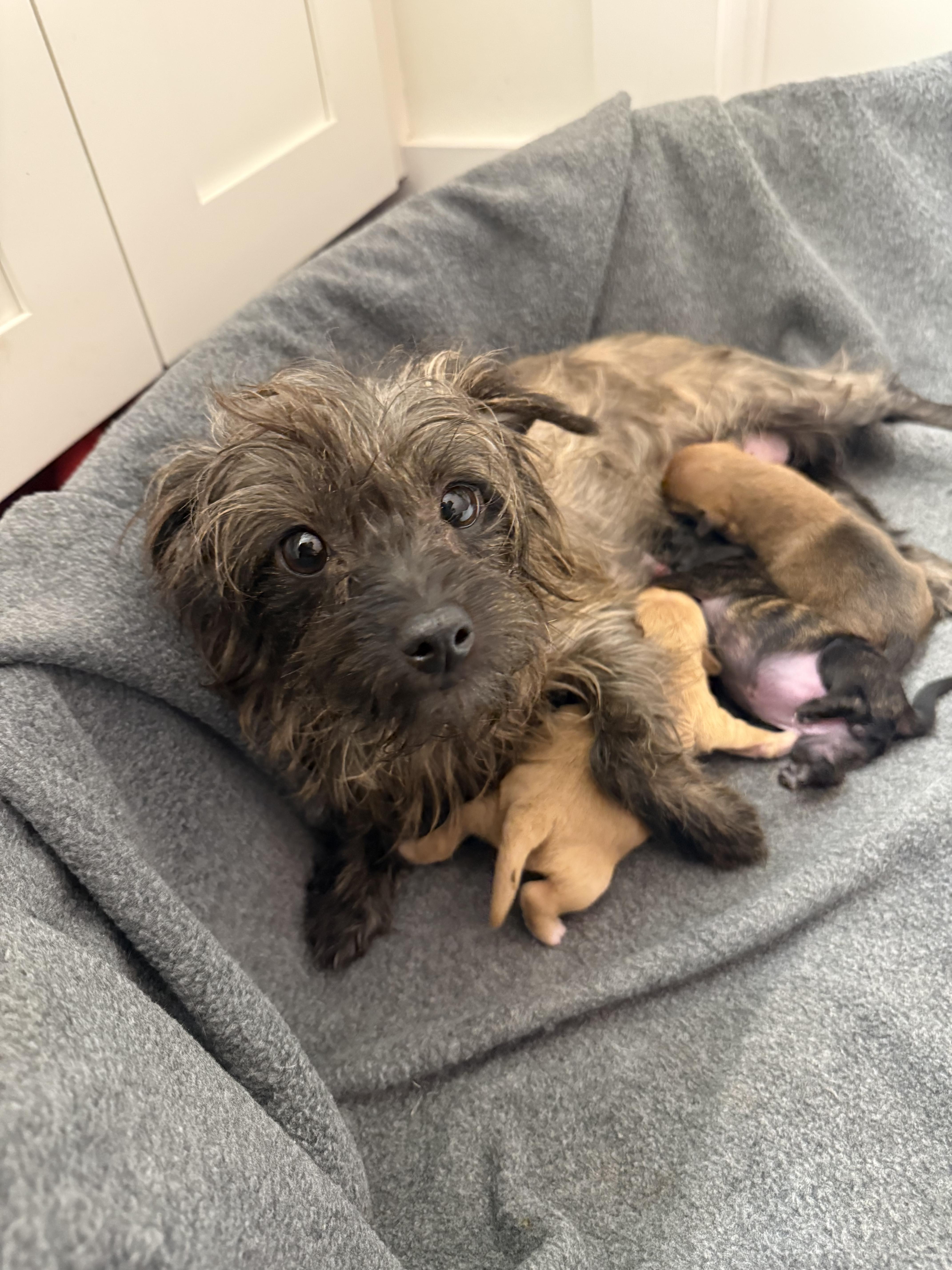 Enlarge Gloria, a Adoptable Skye Terrier in Hillsborough, NC image 2/3