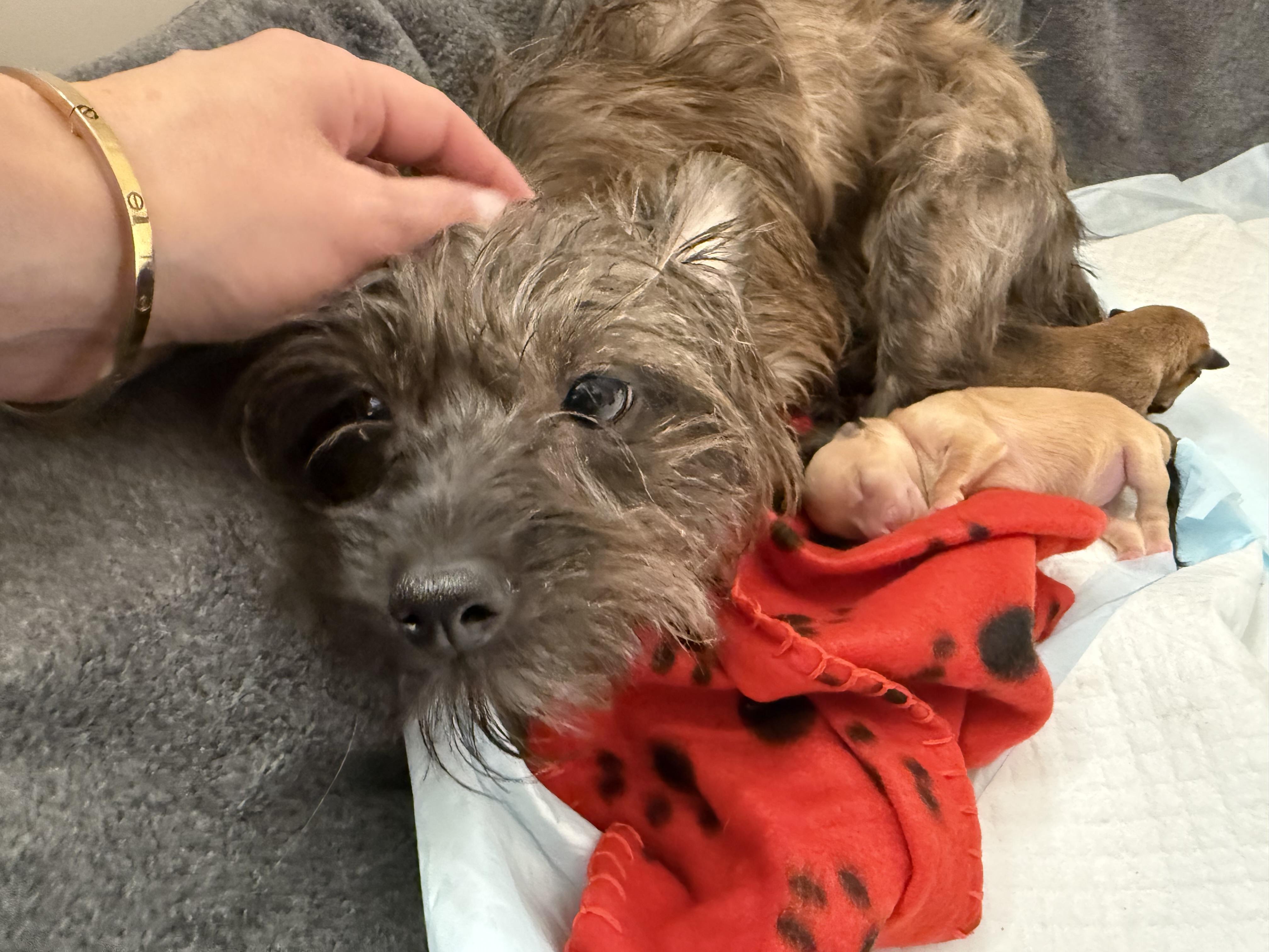 Enlarge Gloria, a Adoptable Skye Terrier in Hillsborough, NC image 3/3
