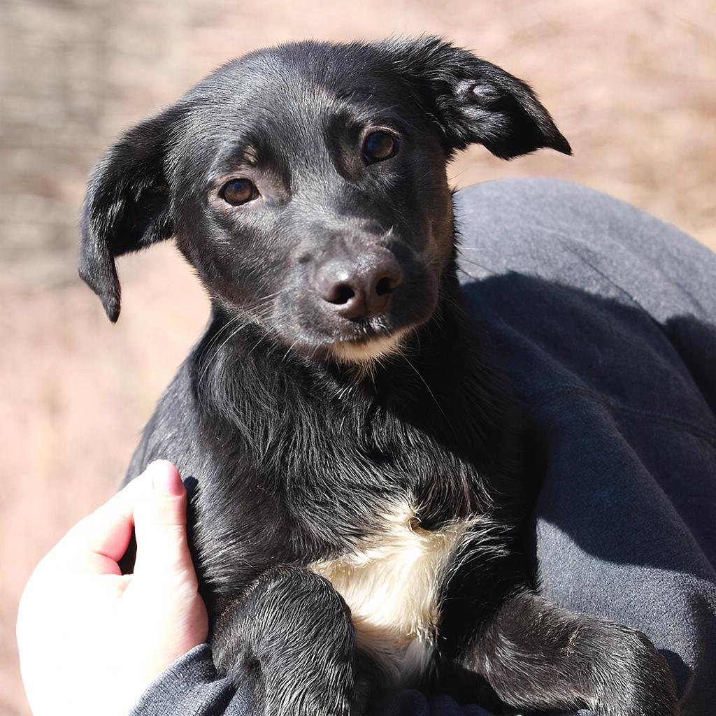 CT Barney, Adoptable, Puppy Male Labrador Retriever & Mixed Breed.