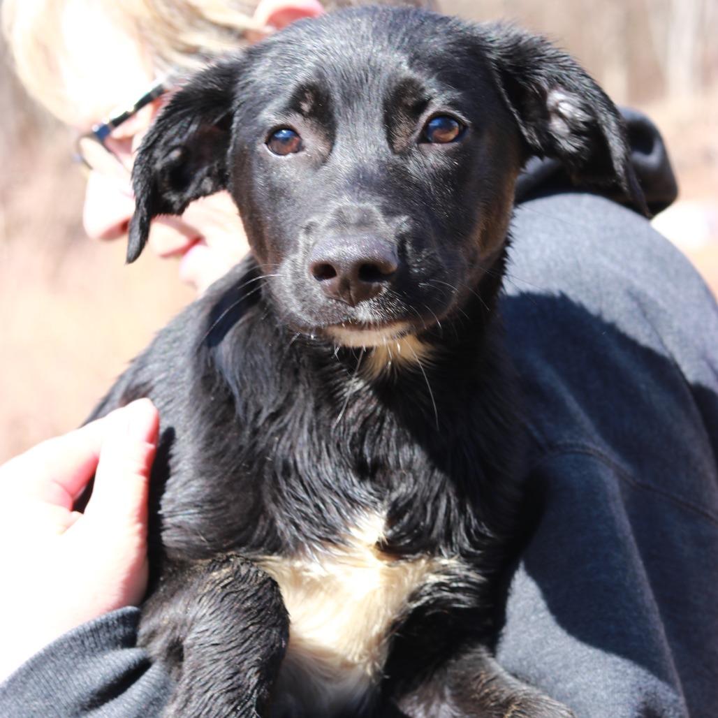 Enlarge CT Barney, a Adoptable mixed breed in Stormville, NY image 2/6