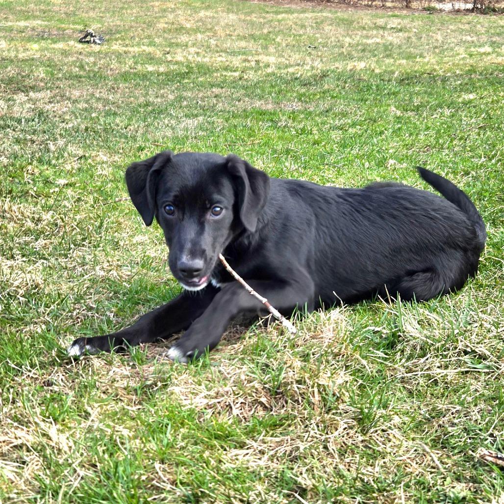 Enlarge CT Barney, a Adoptable mixed breed in Stormville, NY image 3/6