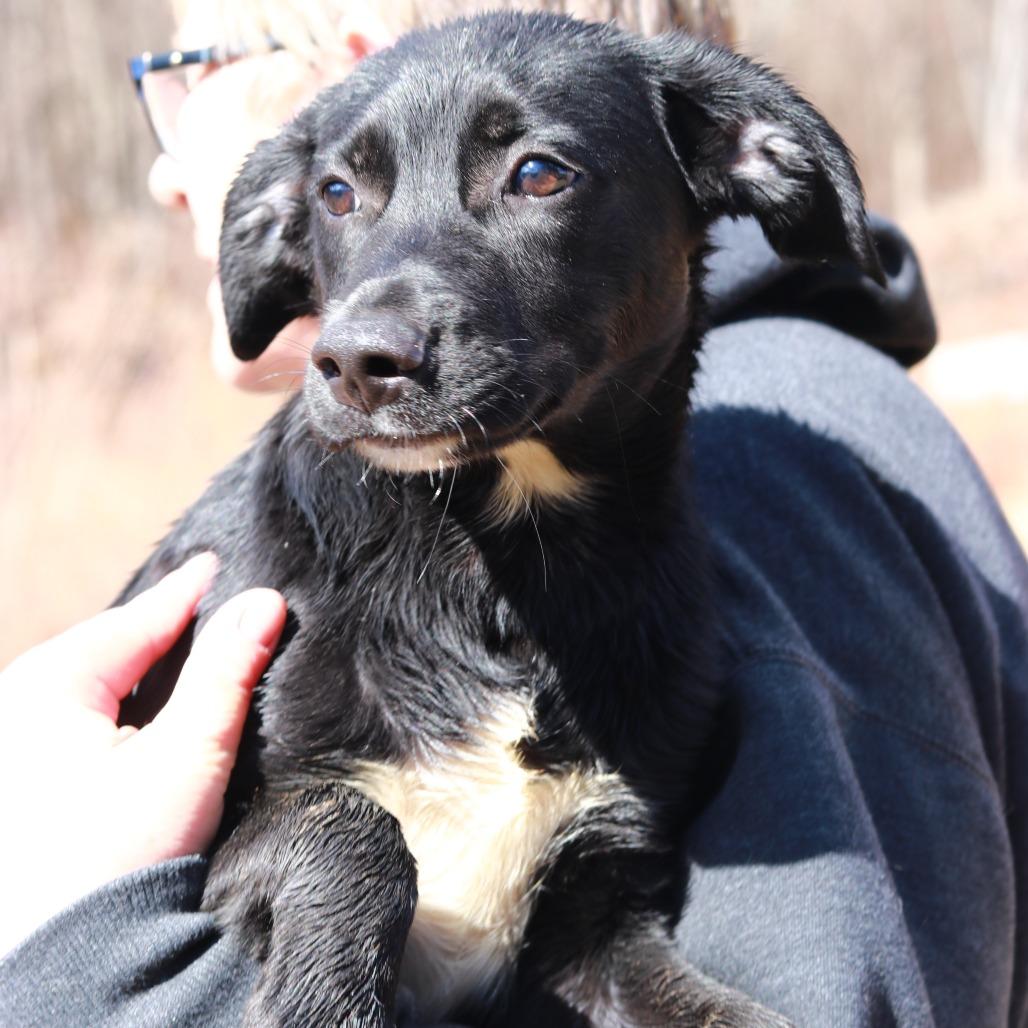Enlarge CT Barney, a Adoptable mixed breed in Stormville, NY image 4/6