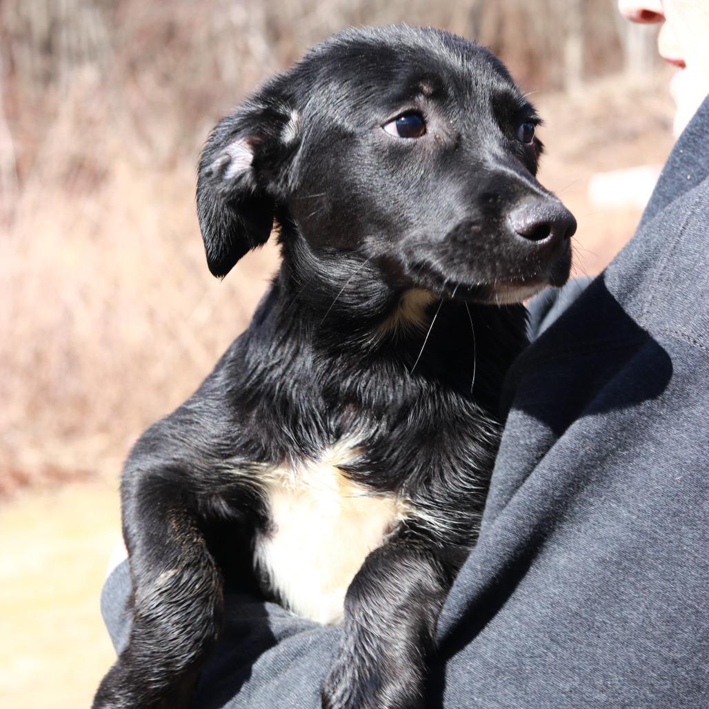 Enlarge CT Barney, a Adoptable mixed breed in Stormville, NY image 5/6