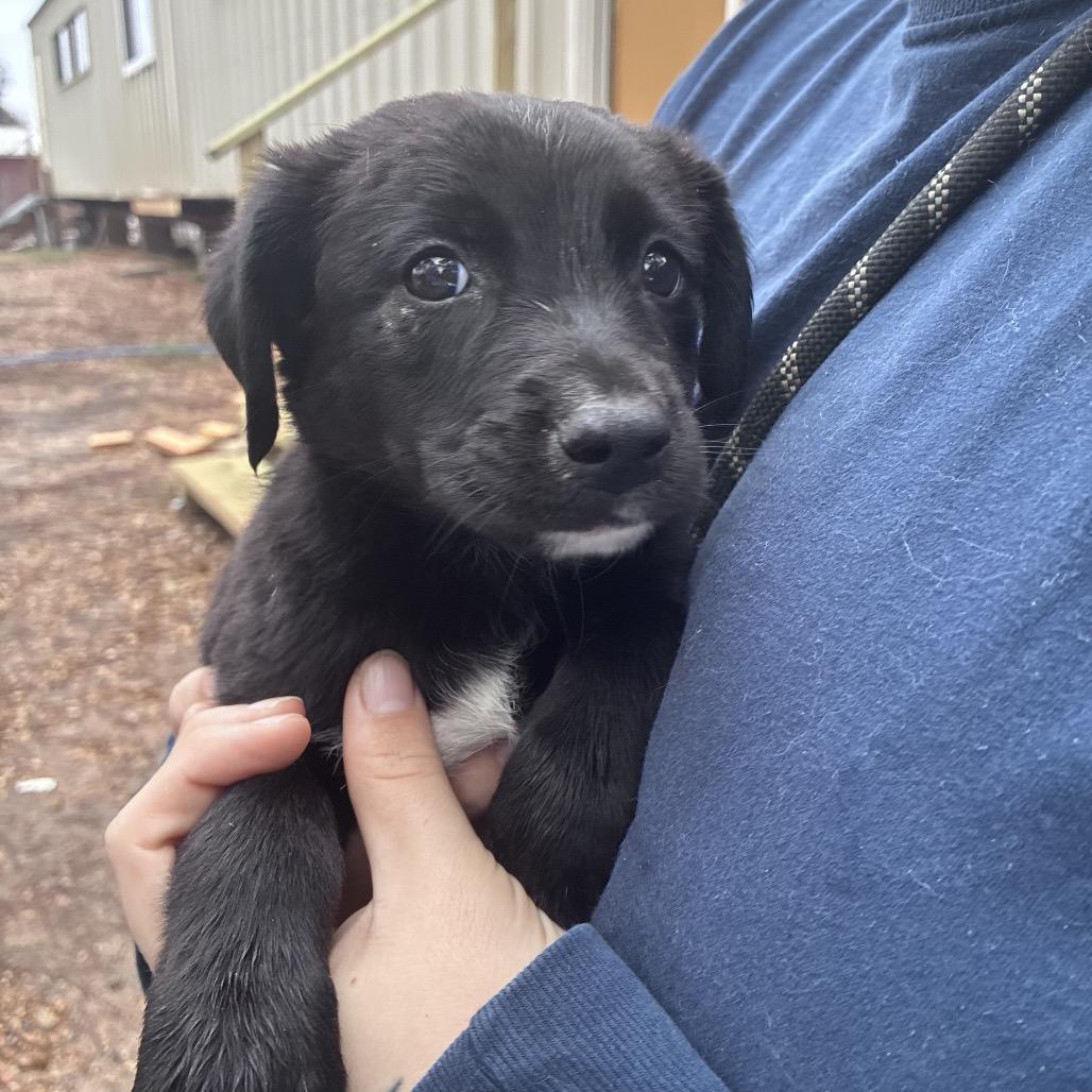 Enlarge CT Barney, a Adoptable mixed breed in Stormville, NY image 6/6