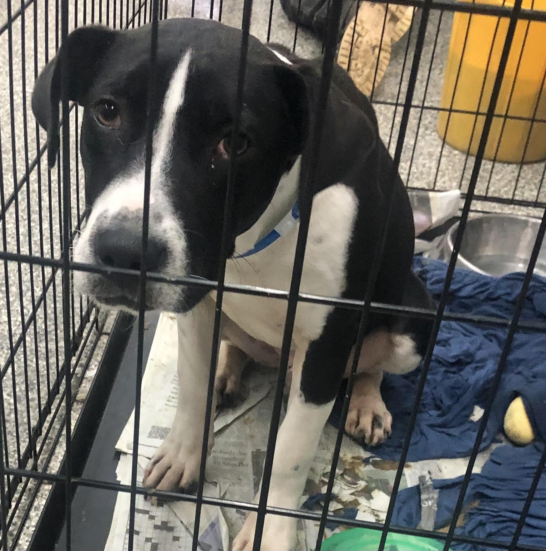 Enlarge Eggbert, a ADOPTABLE mixed breed in Parma, OH image 1/1