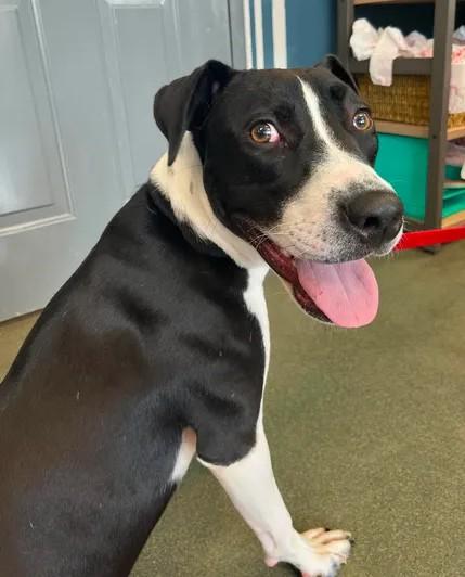 Eggbert, an adopted mixed breed in Parma, OH image 1/5