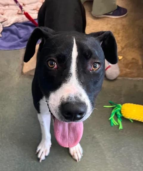 Eggbert, an adopted mixed breed in Parma, OH image 5/5