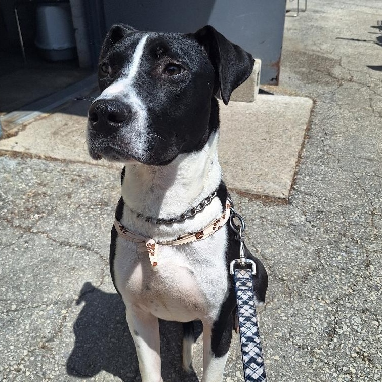 Eggbert, ADOPTABLE, Puppy Male Hound.
