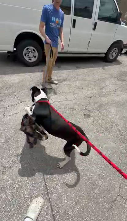 Enlarge Eggbert, a ADOPTABLE mixed breed in Parma, OH video 3/3