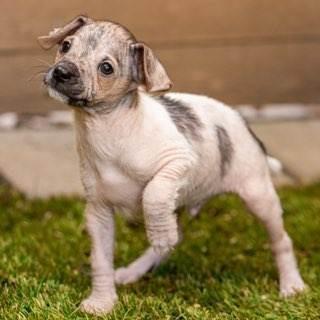 Tux, Adoptable, Puppy Male Jack Russell Terrier & Chihuahua.