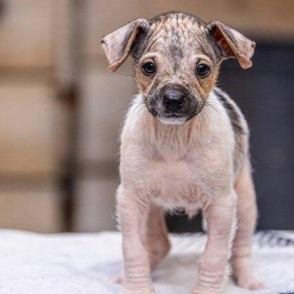 Tux, a Adoptable mixed breed in Houston, TX image 2/4