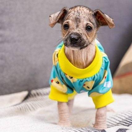 Tux, a Adoptable mixed breed in Houston, TX image 3/4