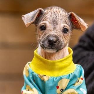 Tux, a Adoptable mixed breed in Houston, TX image 4/4