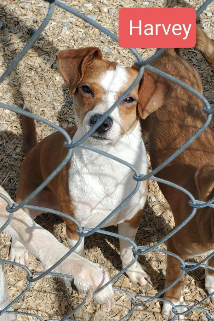 Harvey, Adoptable, Adult Male Chihuahua & Terrier.