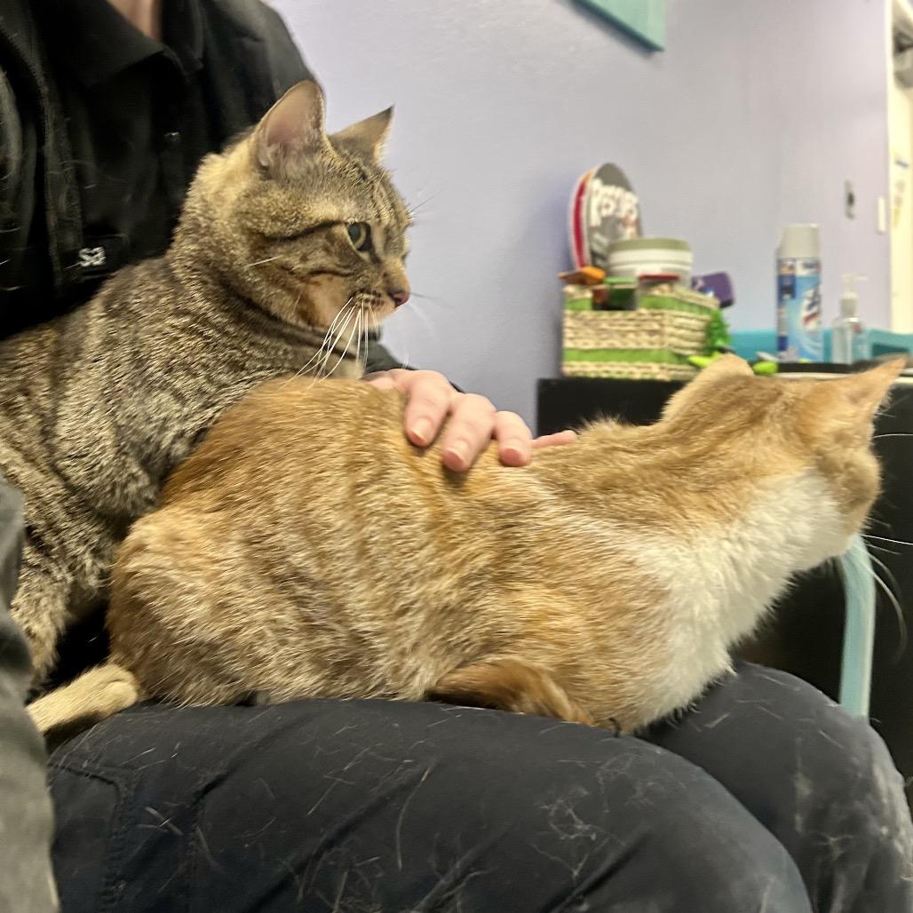 Violet, a Adoptable Domestic Short Hair in Henderson, NV image 2/5