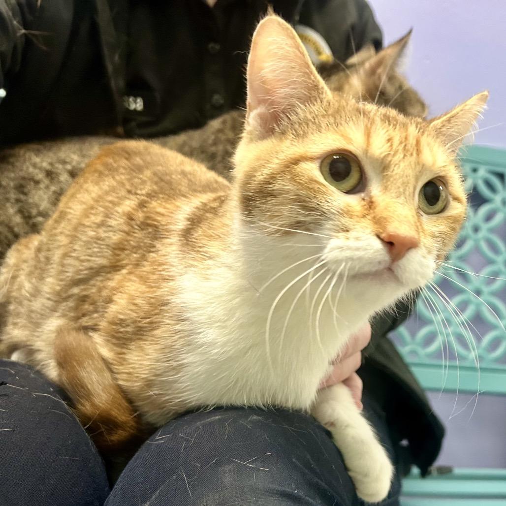 Violet, a Adoptable Domestic Short Hair in Henderson, NV image 5/5