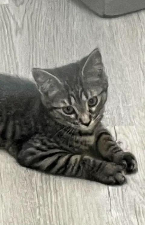 Shiraz, Adoptable, Young Female Domestic Short Hair.