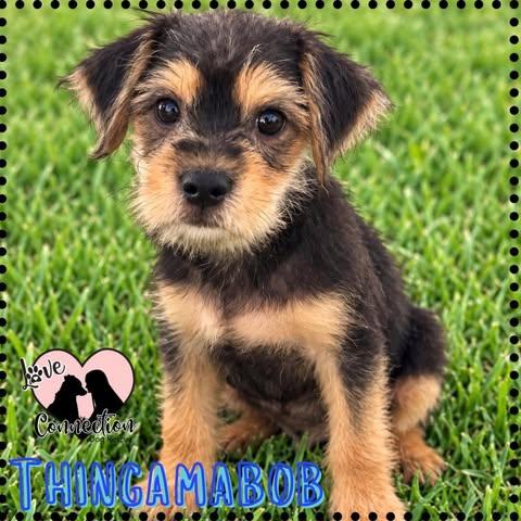 Thingamabob, Adopted, Puppy Male Havanese & Brussels Griffon.