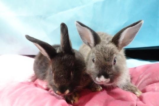 Enlarge Pancakes, a Adoptable Bunny Rabbit in Navarre, FL image 4/4