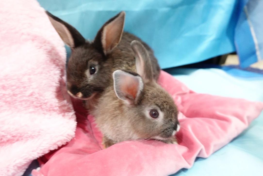 Enlarge Pancakes, a Adoptable Bunny Rabbit in Navarre, FL image 3/4