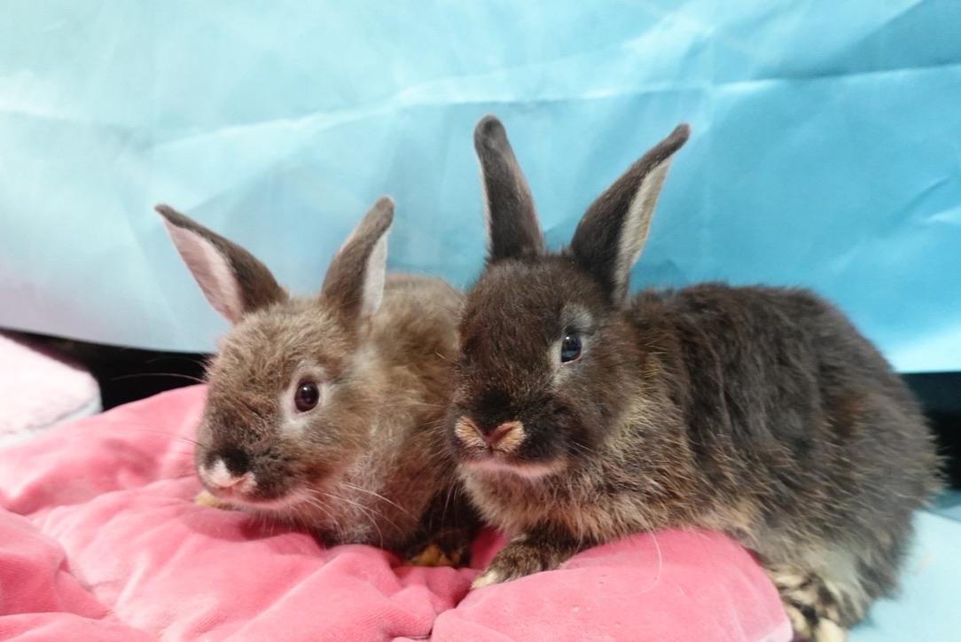 Pancakes, Adoptable, Baby Female Bunny Rabbit.