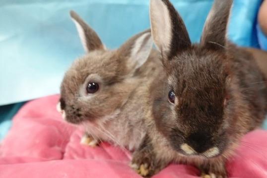 Enlarge Pancakes, a Adoptable Bunny Rabbit in Navarre, FL image 2/4