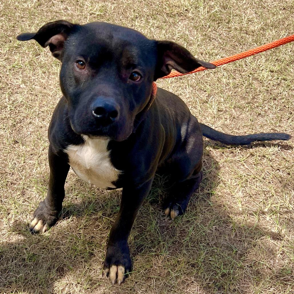 Enlarge BlackJack, a Adoptable Mixed Breed in Sylvania, GA image 1/4