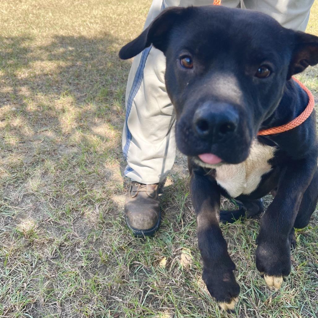 Enlarge BlackJack, a Adoptable Mixed Breed in Sylvania, GA image 2/4