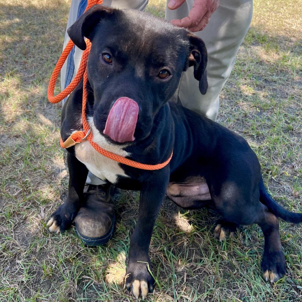 Enlarge BlackJack, a Adoptable Mixed Breed in Sylvania, GA image 3/4