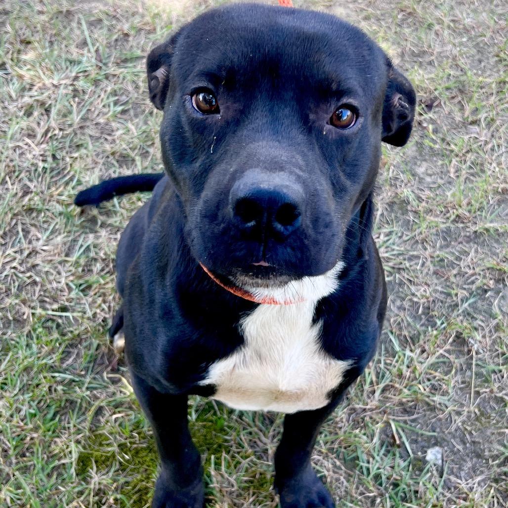 Enlarge BlackJack, a Adoptable Mixed Breed in Sylvania, GA image 4/4