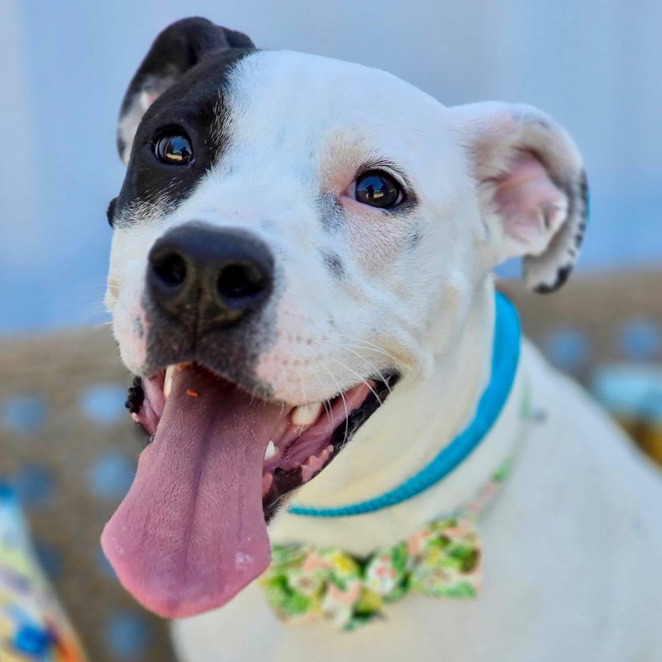 Enlarge Mimsie, a Adopted Mixed Breed in Effingham, IL image 3/3