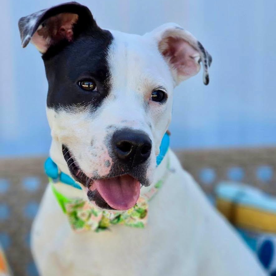 Enlarge Mimsie, a Adopted Mixed Breed in Effingham, IL image 2/3