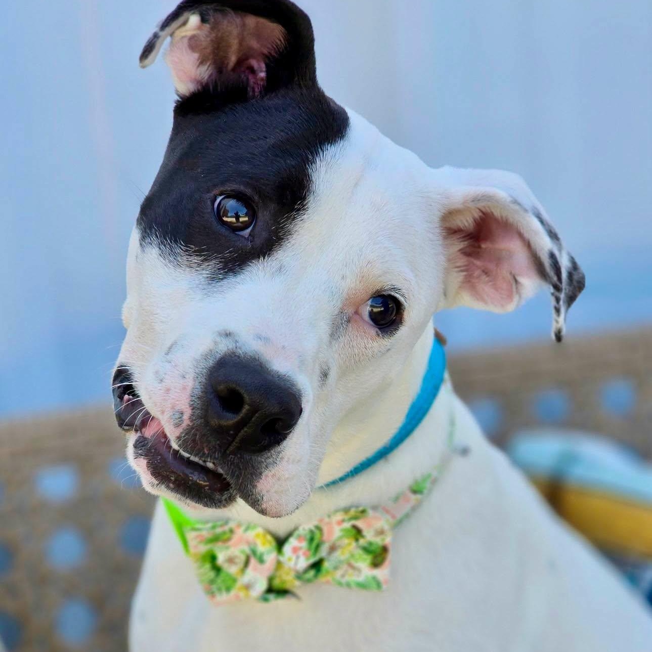 Enlarge Mimsie, a Adopted Mixed Breed in Effingham, IL image 1/3