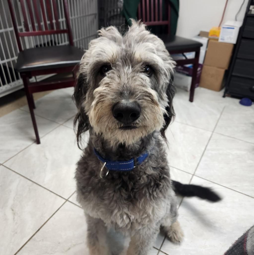 Milo, Adoptable, Adult Male Poodle.