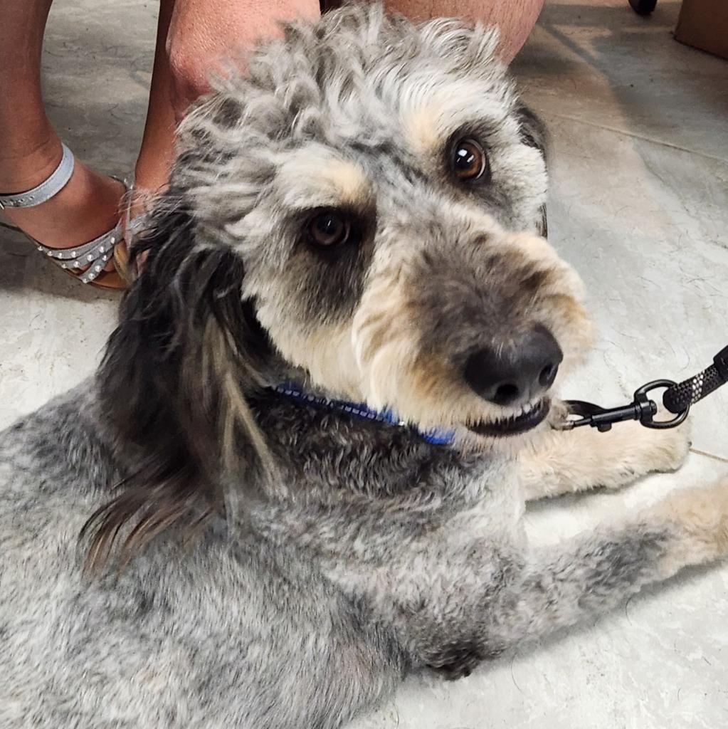 Enlarge Milo, a Adoptable Poodle in Walnutport, PA image 2/3