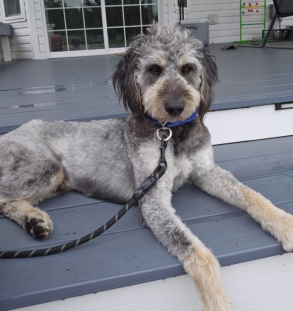 Enlarge Milo, a Adoptable Poodle in Walnutport, PA image 3/3
