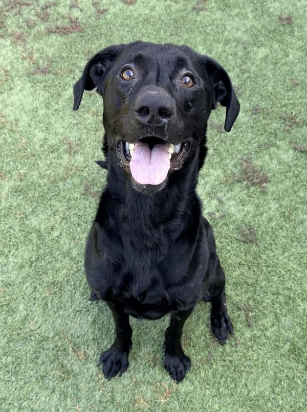 Enlarge Wiley, a Adoptable mixed breed in Canton, GA image 1/1