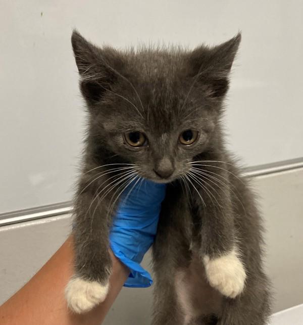Duck, Adoptable, Kitten Male Domestic Short Hair.
