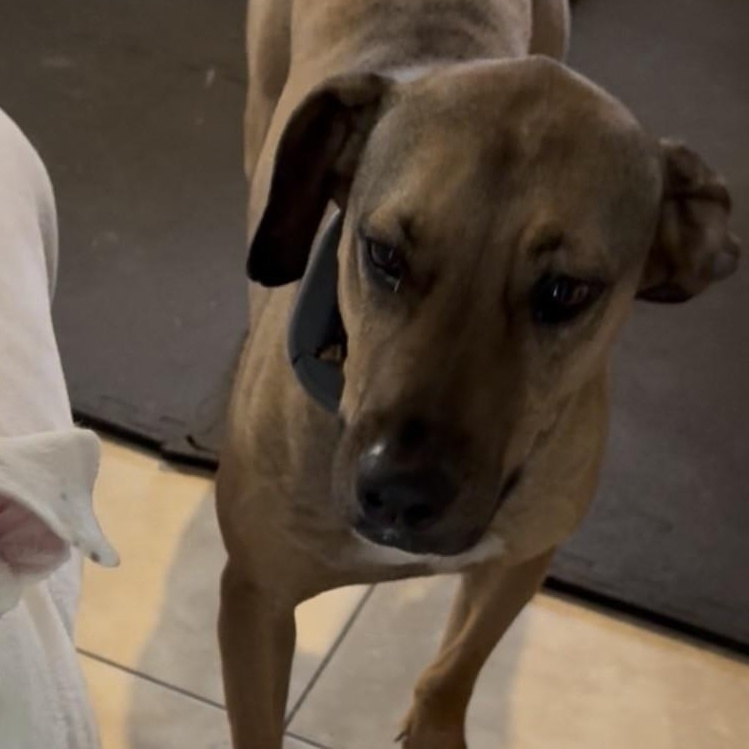 Lucky, a Adoptable mixed breed in Boca Raton, FL image 3/4