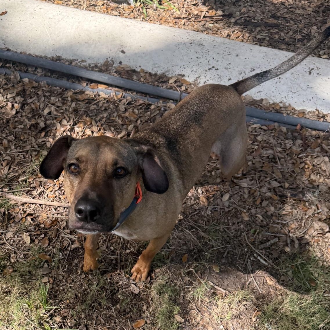 Lucky, a Adoptable mixed breed in Boca Raton, FL image 1/4