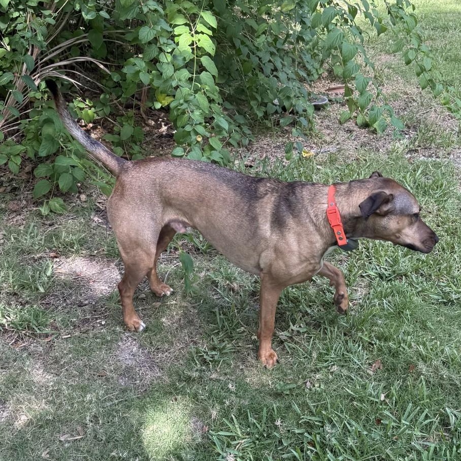 Lucky, a Adoptable mixed breed in Boca Raton, FL image 4/4