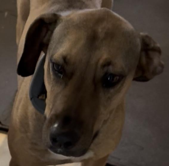 Lucky, a Adoptable mixed breed in Boca Raton, FL image 2/4