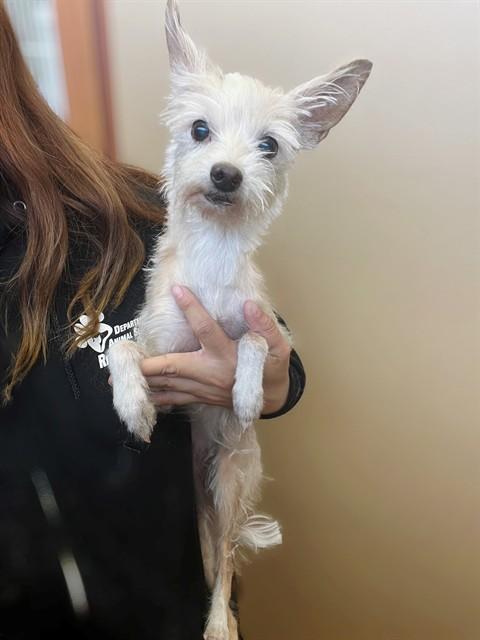 PIGLET, Adoptable, Adult Female Terrier & Mixed Breed.