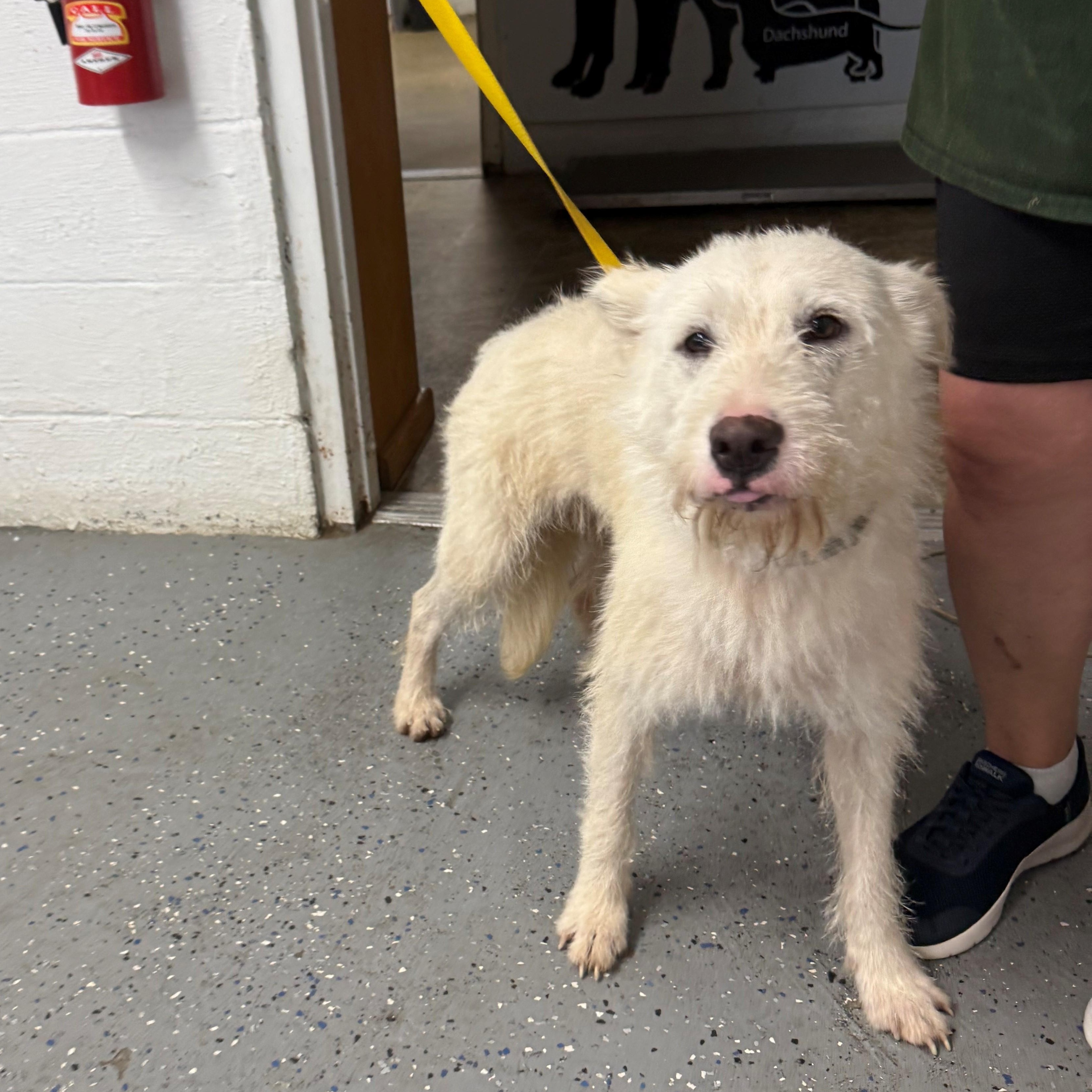 Fiona, an adopted mixed breed in Lewisburg, TN image 3/3
