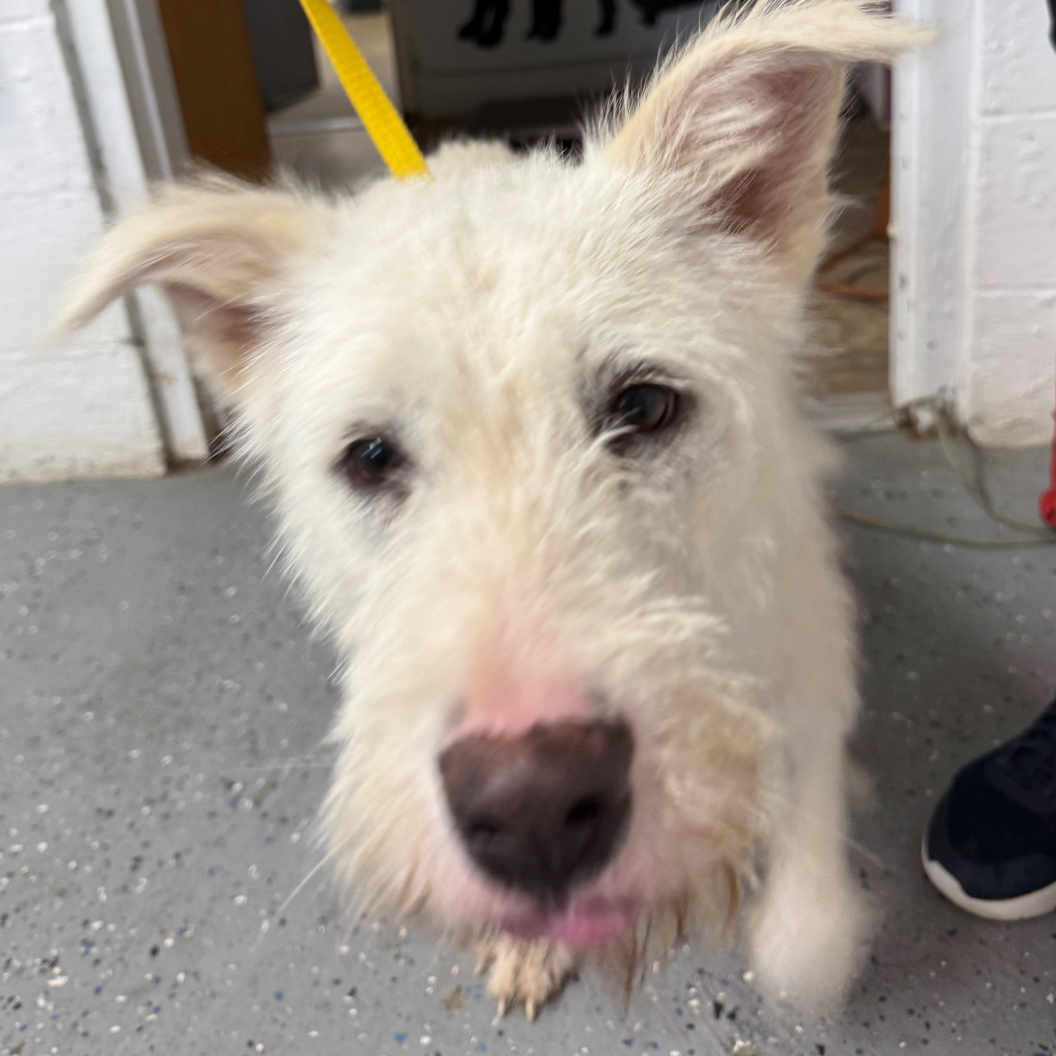 Fiona, adopted, Young Female Terrier.