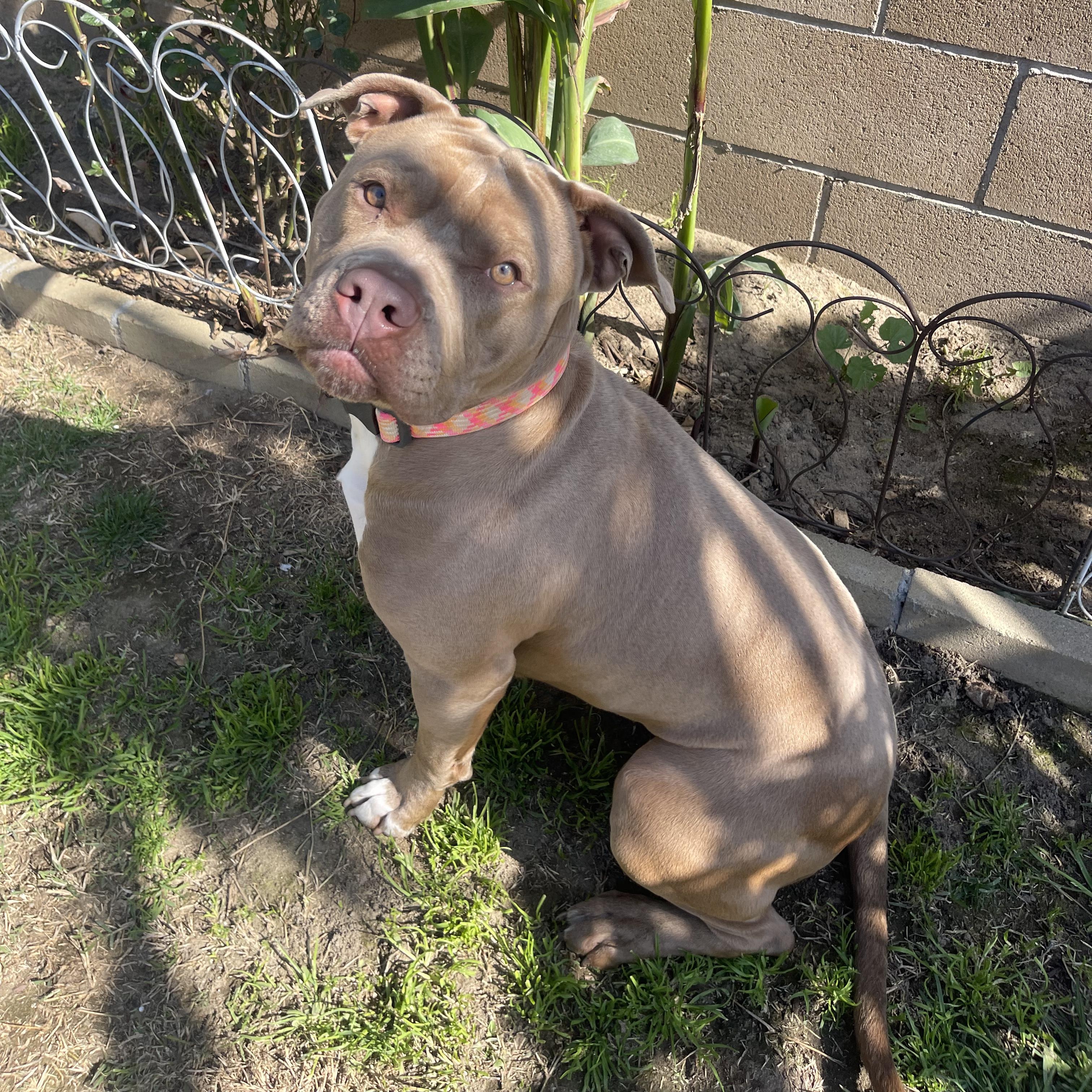 Enlarge CUPCAKE, an adoptable Pit Bull Terrier in Ontario, CA image 4/5