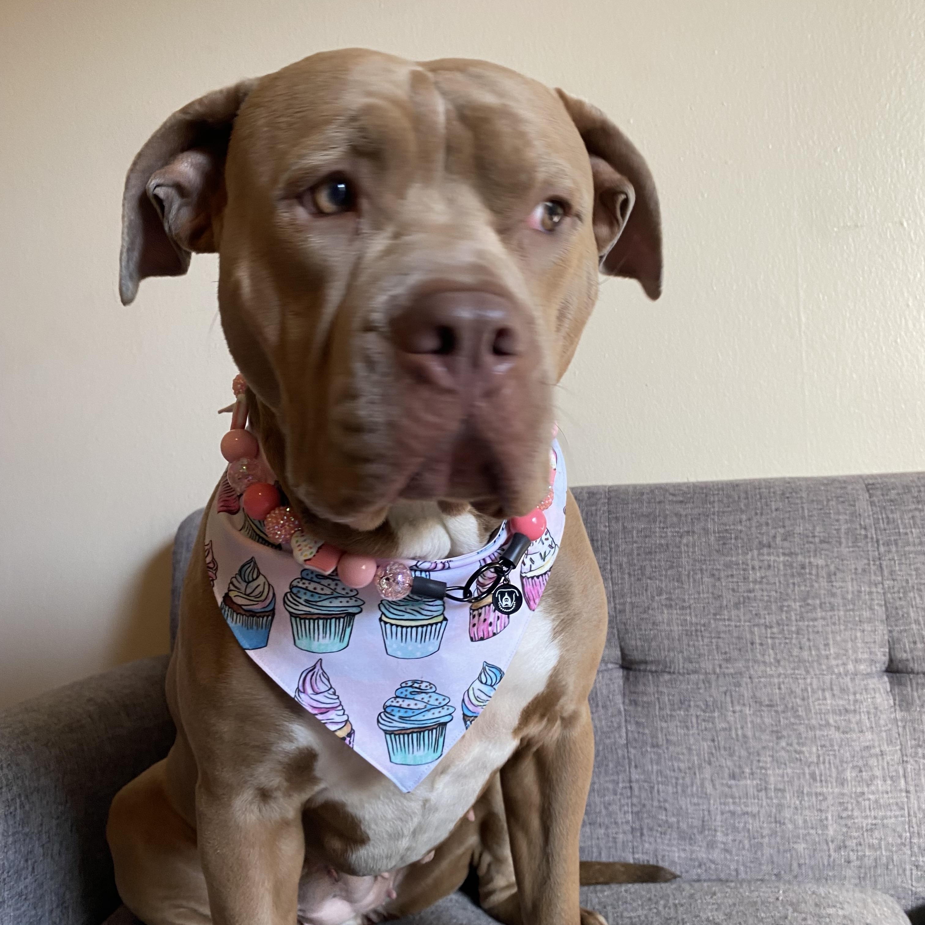 CUPCAKE, adoptable, Adult Female Pit Bull Terrier.