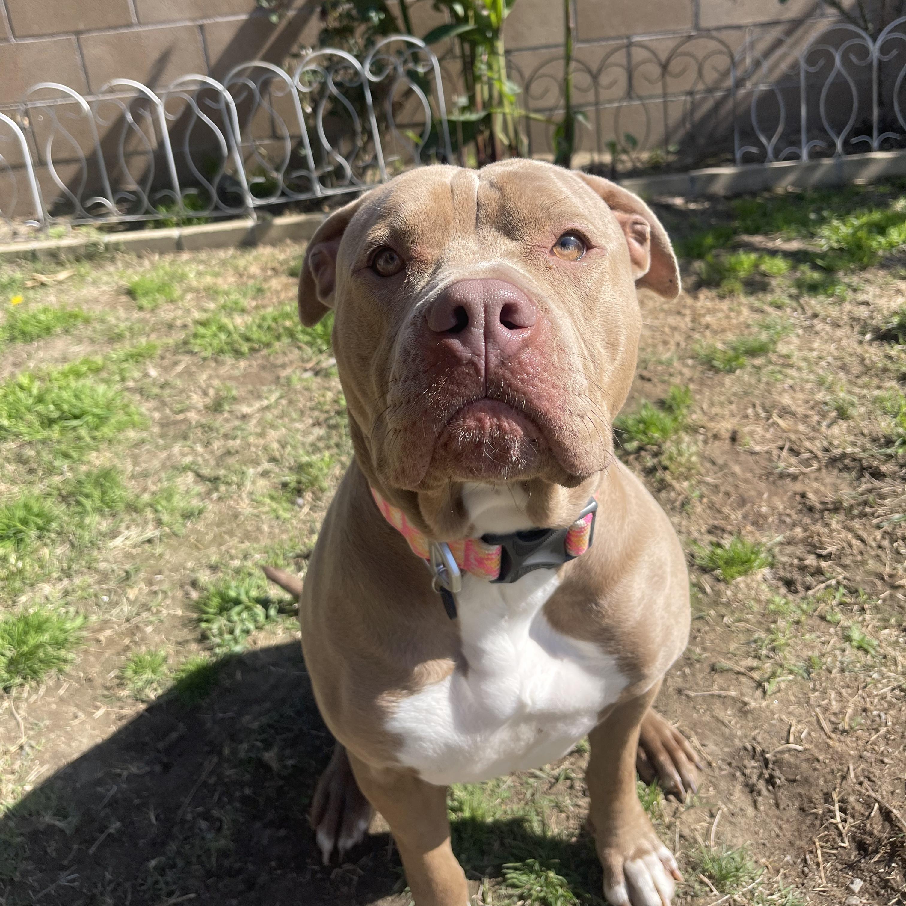 Enlarge CUPCAKE, an adoptable Pit Bull Terrier in Ontario, CA image 2/5
